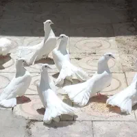 کبوتر پرشی و تزئینی زیبا