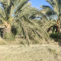 فروشنخلخرما|خدمات باغبانی و درختکاری|مهرستان, |دیوار