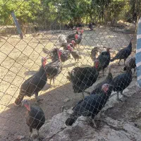 بوقلمون|حیوانات مزرعه|کرمانشاه, |دیوار