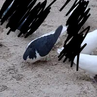 چپ سیاه نر|پرنده|بهبهان, |دیوار