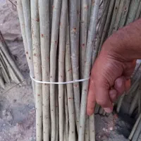 حراجی نهال صنوبر