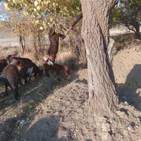 نربزنژدی|حیوانات مزرعه|سربند, |دیوار