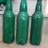 بذر کشاورزی گوجه ای