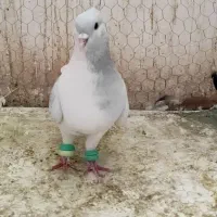 نرساده مگسی