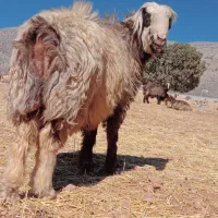 کوهع قوچ کری ترکی درجه یک میش بز کهره بره نر ماده|حیوانات مزرعه|بانش, |دیوار