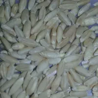 گندمفروش|عمدهفروشی|ماهیدشت, |دیوار