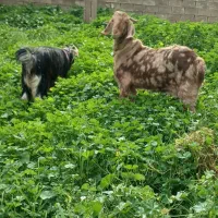 فروش‌تیشتر‌داشتی