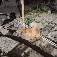 توله نژاد پکنیز|سگ|رامیان, |دیوار