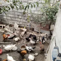 فروش اردک‌های خارجی