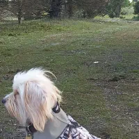 سگ شیتزرتریز