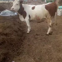 گاو سیمینتال درجه یک