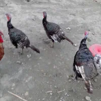 بوقلمون برنز سینه پهن انگلیس فروشی|پرنده|قائم‌شهر, |دیوار