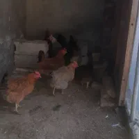 مرغ تخم گذار