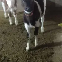 گاوهلشتاین|حیوانات مزرعه|ماهنشان, |دیوار