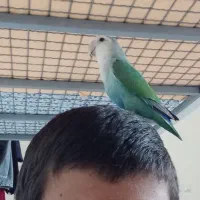 کوتوله برزیلی با تمام وسایل|پرنده|شیراز, سرو|دیوار