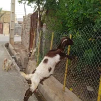 بز نجدی با دوتا بیگ ماده شیرمست کوچک