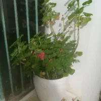 چند عدد گل فروش فوری ب علت جابجای|گل و گیاه طبیعی|ملایر, |دیوار