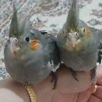 جوجه عروس