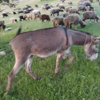 خر اخته جوان گله ای و باری همه چی تمام