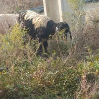 تعدادی بزغاله نر و ماده و ی بره نر|حیوانات مزرعه|گنبد کاووس, |دیوار