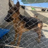 ورک لاین نگهبان