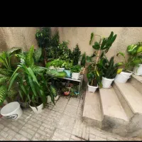 انواع گل و گلدان های خالی|گل و گیاه طبیعی|اراک, |دیوار