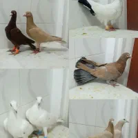 کبوتر نامبر عتیقه غریب شهرستان