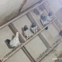 کبوتر باشی سپه