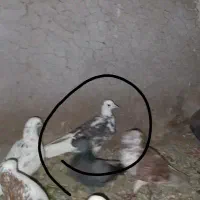 شازده گمشده