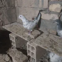 کبوتر سرخ ماده