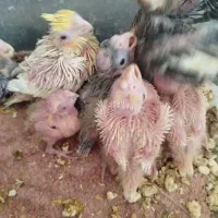 طوطی عروس هلندی|پرنده|اشنویه, |دیوار