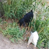 سه تا تروشت ویک بز