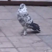 جوجه کفتردوتا نر عالی