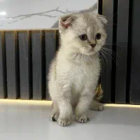 گربه بریتیش و اسکاتیش