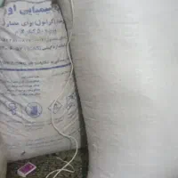 تخم هندوانه