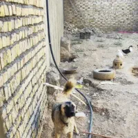 سگ نگهبان سرابی|سگ|تاکستان, |دیوار