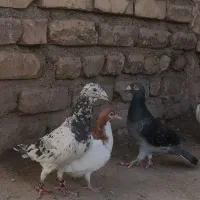 سار هفت رنگ و سار سبز .|پرنده|تایباد, |دیوار