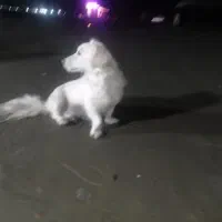 سگ پا کوتا گمشده ساحل گتگسر