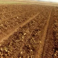 زمین-کشاورزی