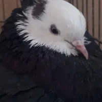 کفتر|پرنده|فولادشهر, مسکن مهر فولادشهر|دیوار