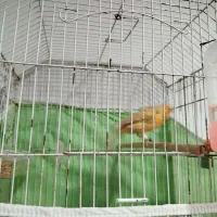 قناری شتری|پرنده|شیراز, چشمه سید صفری|دیوار