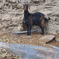 بز دورگه شیرا