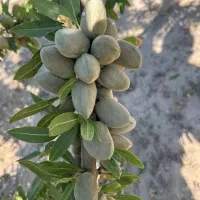 تولید و فروش بادام اسراییلی