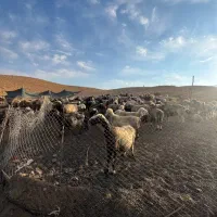 چوپان با حقوق ماهیانه ۲۰ میلیون
