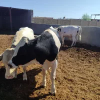 گوساله درفریمان