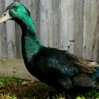 یک جفت اردک کایوگا