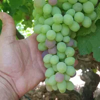 اجاره و خرید میوه  . خرمالوهلو .سیب.انار.|خدمات باغبانی و درختکاری|شیراز, تاچارا|دیوار