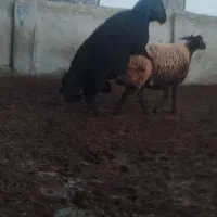 قوچ|حیوانات مزرعه|آق قلا, |دیوار