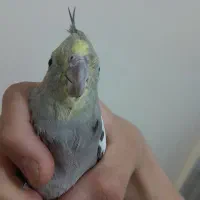 یک عدد عروس هلندی ۶ ماهه سینامون رام و چلوندی|پرنده|تهران, افسریه شمالی|دیوار