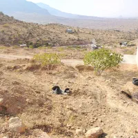 فروش ملک باغ زمین انجیر 2 هکتار|فروش دفتر صنعتی، کشاورزی، تجاری|نیریز, |دیوار